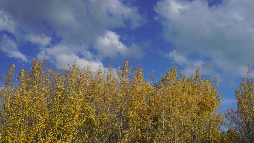 white birch (betula platyphylla) forest near the lake tekapo  Royalty-Free Stock Footage #1103415371