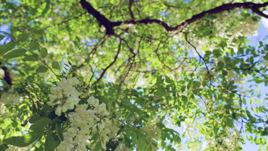 Close-up view 4k stock video footage of beautiful fresh sunny white flowers growing on branches of trees isolated on sky. Acacia blooming oudoors in June. Natural abstract floral video background
