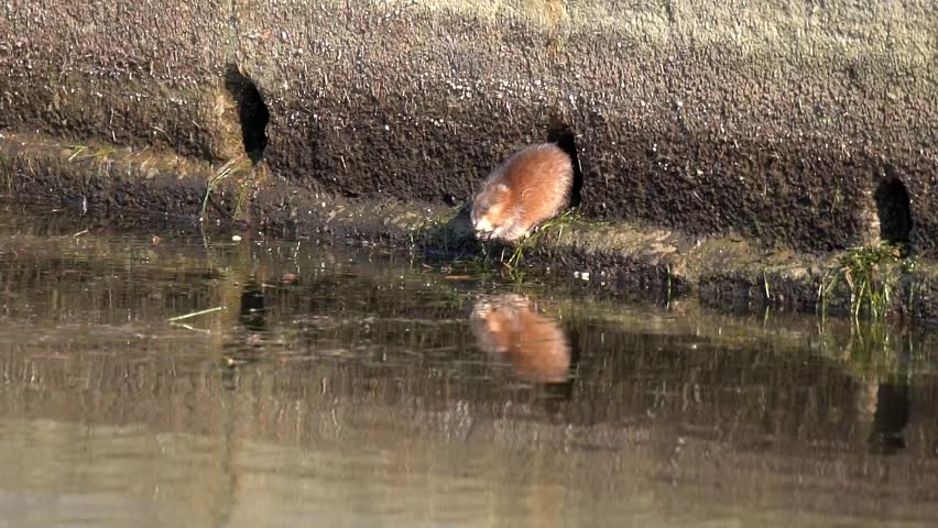 Muskrat (Ondatra zibethicus) eats on the embankment of the river. Slow motion (120fps)