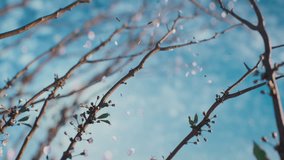 Beautiful spring flowers growing with flying blossoms. Cherry blossom in spring with blue sky. Nature. 3D-Animation. Close Up 4K video. 