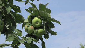 green apple in apple-tree, garden, Central Europe - Powered by Shutterstock - Get 15% off with code: PIKWIZARD15