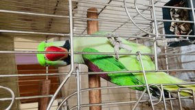 Colorful Chirpers: Meet the Parrots in the Shop