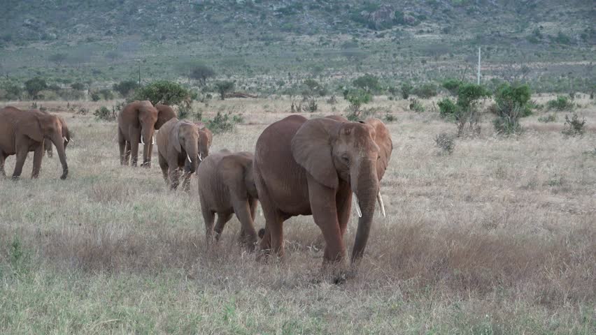 Wildlife. Big five animals. An elephant walks on the savannah in Africa. African safari. Portrait of wild african elephant walking in the forest. Ivory tusk wild african elephant in the forest. Royalty-Free Stock Footage #1103429883