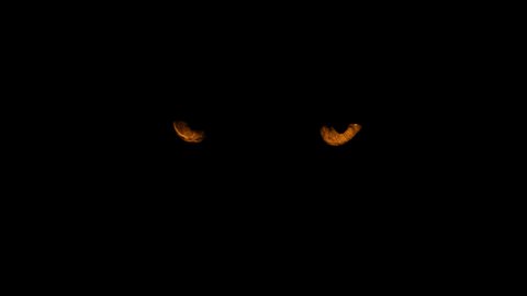 Animal Eyes In The Dark Adlı Stok Video