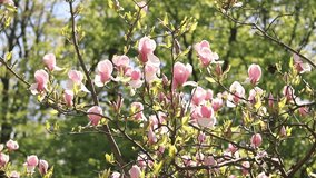 Magnolia blossom in the park. Beautiful flowers in nature. Video for creating spring backgrounds. Magnolias in spring