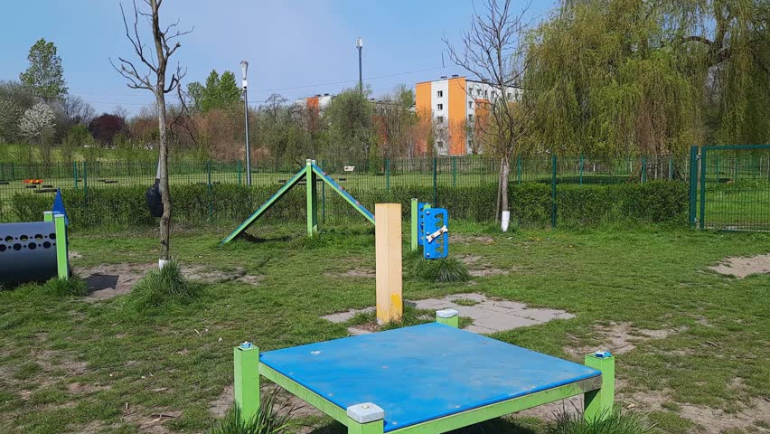Daily training in dog park. Young mongrel easily jumps on table pause. Dog agility exercise. Dog lifestyle. Active walking with pet.