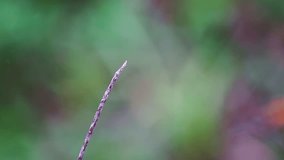 Slow motion shot of red dragonfly hovering above the twig and then sitting on twig, Beautiful animal insect in the wild, Seamless loop video Nature background