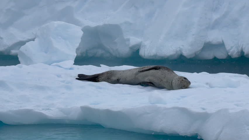 Leopard Seal resting on the iceberg in Antarctica Royalty-Free Stock Footage #1103446637