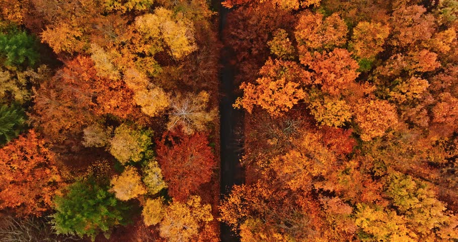 Dark road and colorful forest in autumn, Poland. Nature in Europe. Royalty-Free Stock Footage #1103447841
