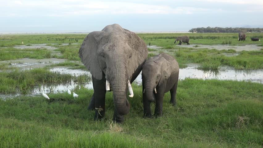 An African elephant eats grass. Single Elephant grazing in its natural African habitat. Wildlife in savanna, Big Ivory, Sri Lanka, Africa. Close-up, eating, African big five. Safari animals. Royalty-Free Stock Footage #1103448919