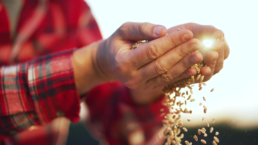 Farmer holds crop of wheat in his hands. Barley cereals in bag. Beer production. Farmer hands hold wheat seeds. Growing barley crops.Seed of cereal plants. Agriculture.Happy farmer with barley harvest