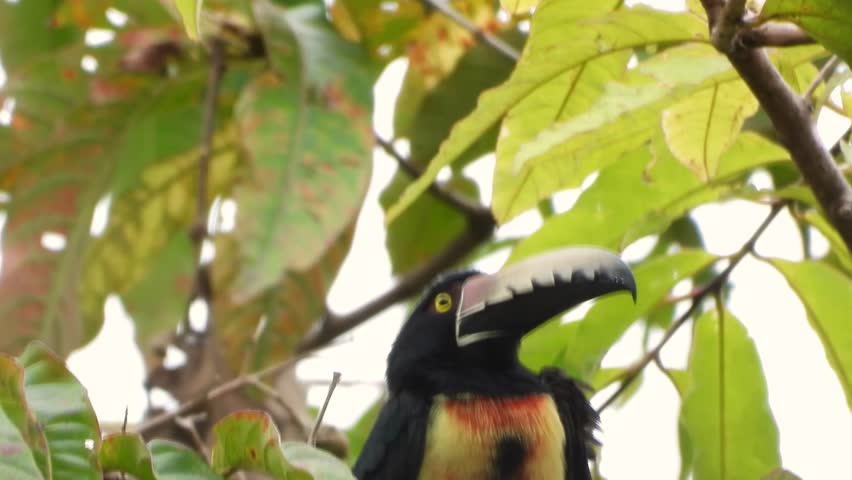 Collared Aracari beautiful orange yellow and black bird sits on branch in forest