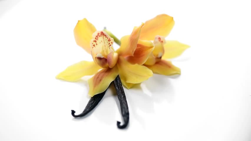 Vanilla flower and pods close up. Vanilla beans isolated on white background, macro shot. Aromatic condiments rotating over white Royalty-Free Stock Footage #1103451437