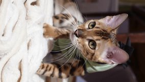 Bengal cat after sterilization in postoperative bandage. Feline kitten after operation at home. Home care of a pet vertical 4k footage