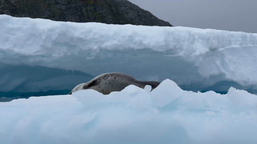 Leopard Seal resting on the iceberg Royalty-Free Stock Footage #1103460167