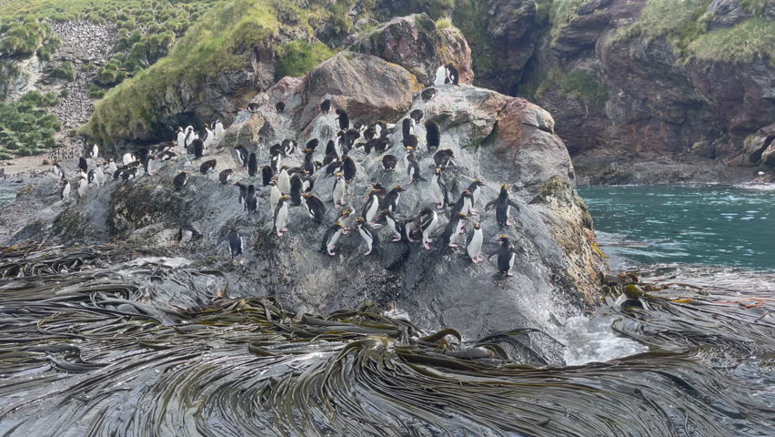 Large group of Macaroni penguins on rock at South Georgia  Royalty-Free Stock Footage #1103460193