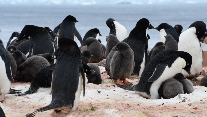 Adelie Penguins on the nest at Paulet Island in Antarctica Royalty-Free Stock Footage #1103460221