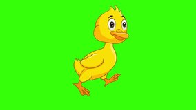 Cartoon yellow baby duck run cycle animation side view with the green screen background