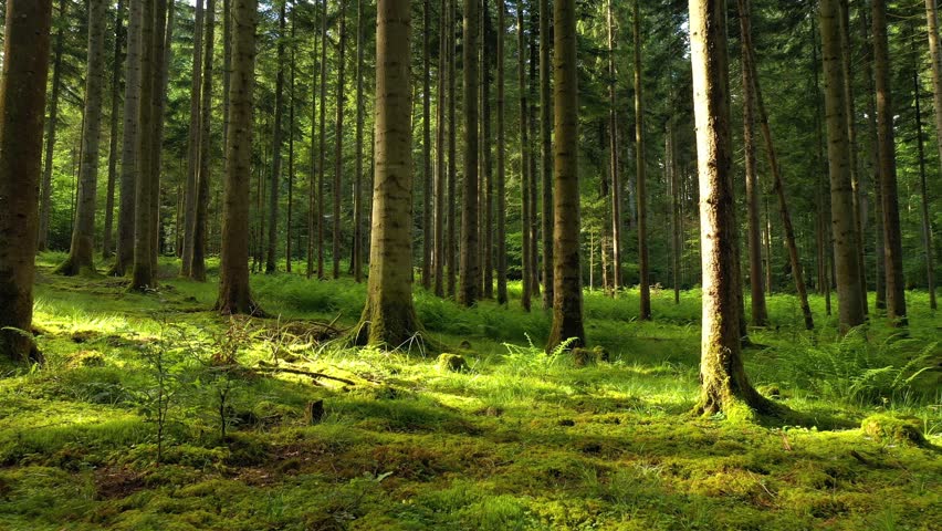 Sunny green mossy woodland ground with conifer trees. Flying forward along bright forest floors.	 Royalty-Free Stock Footage #1103466119