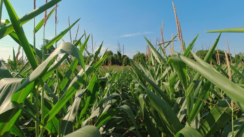 Close up of growing young maize of corn seedling plants cultivated on agricultural countryside farmland. Inspection of crops on sunny day. Wind movement in green corn field. Food agriculture. Royalty-Free Stock Footage #1103467125