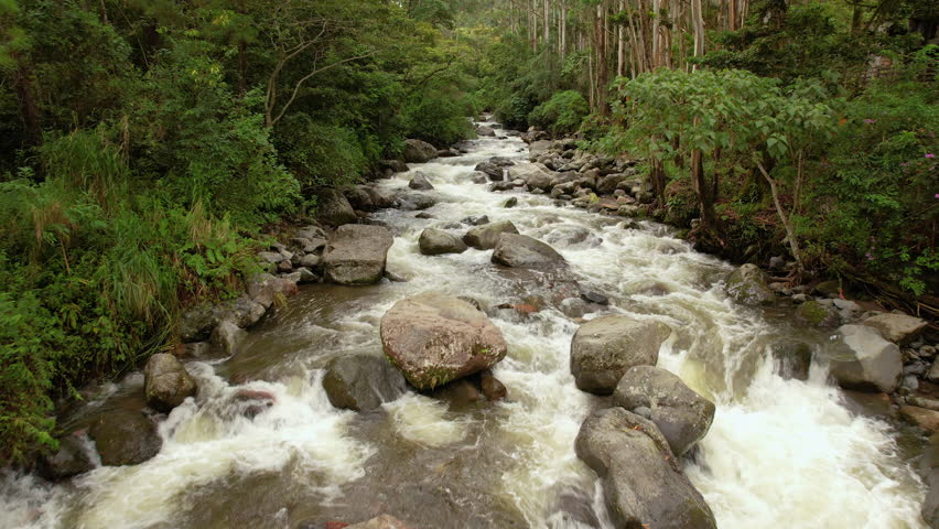 AERIAL Beautiful Caldera river passing through dense growth of exotic rainforest. Amazing environment of Baru Volcano National Park in Panama. Cascading water with rapids flows freely through jungle.