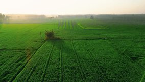 Aerial view drone shot agricultural green wheat field at sunset in foggy day, Bird's eye view, Wheat field flying over aerial drone shot. Golden hour, Punjab, India, Cinematic Video