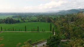 Aerial view of rice fields in a green and lush countryside on Java Island, Indonesia. slow aerial video of the panoramic beauty of green rice fields refreshing in the morning