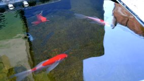 Animal Footage. Video of Koi fish swimming swiftly in a pond in the city of Bandung - Indonesia