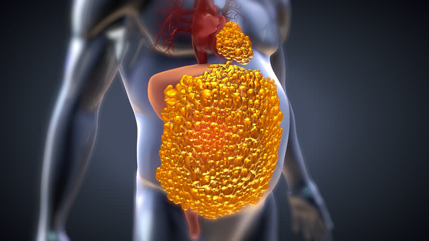 Animation body fat cells decreasing increasing anatomy | Shutterstock HD Video #1103474269