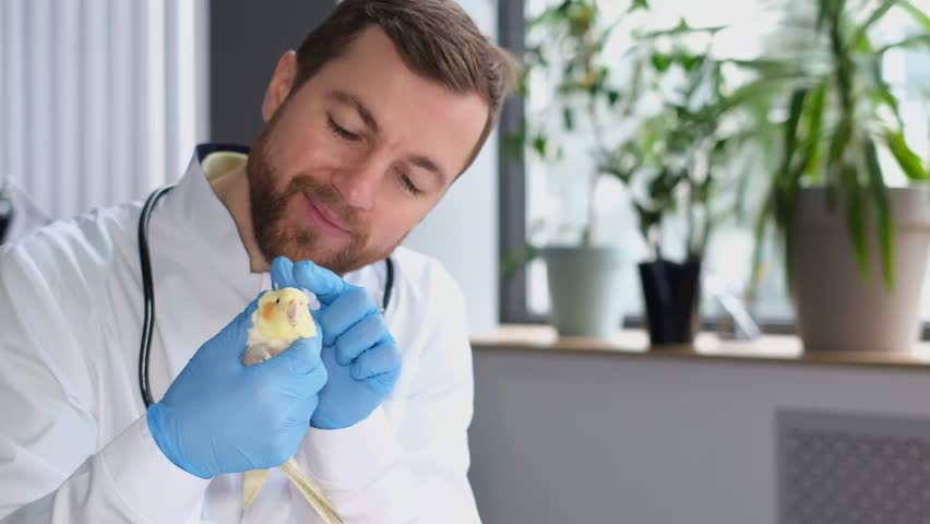 A male veterinarian gently plays with a feathered yellow parrot.