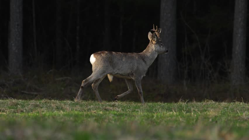 Roe deer buck walking on grass and leaving to the dark forest in Estonia, Northern Europe Royalty-Free Stock Footage #1103477551