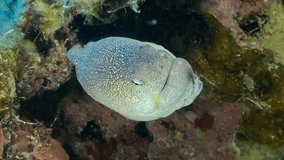 Vertical video, Close-up portrait of Moray with open mouth peeks out of its hiding place. Yellow-mouthed Moray Eel (Gymnothorax nudivomer), Red Sea, Egypt