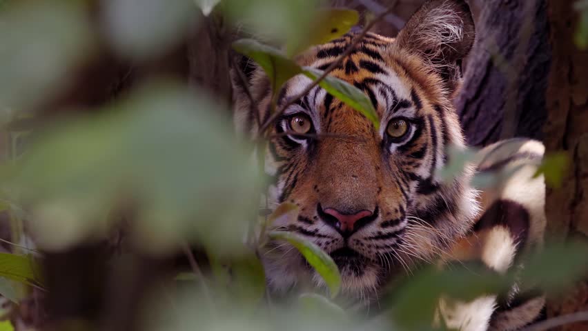Tiger, big cat. Wild animal. Beautiful big tiger in the wild forest. Portrait of a wild predator, an animal | Shutterstock HD Video #1103479193
