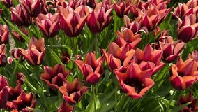 The magical world of colorful tulips in bloom. Stock video. 4K