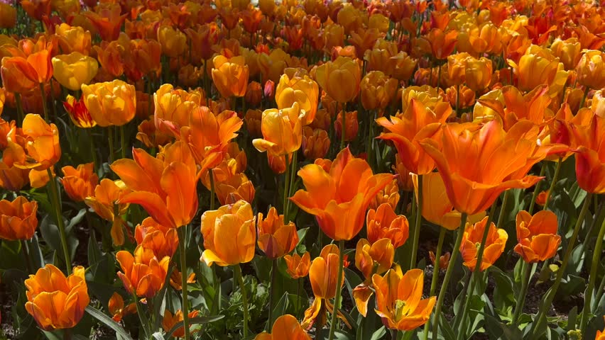 Cinematic 4K B Roll Footage Wonderland Spectacular Dutch Tulips Swaying. Majestic fields of vibrant Dutch tulips sway gently in the spring breeze, weaving a breathtaking garden tapestry in full bloom. Faceless b roll provides perfect background footage with ample copy space and text space in minimalist style, illuminated by natural lighting for clean composition, joyful atmosphere, and positive vibes evoking modern lifestyle renewal. High resolution cinematic footage delivers smooth visual flow, petal texture, gentle motion, happy mood, and golden hour glow, ideal for storytelling visuals and creative visual content in digital media. Essential commercial background for advertising, marketing, branding, social media, websites, presentations, corporate, and creative projects.
