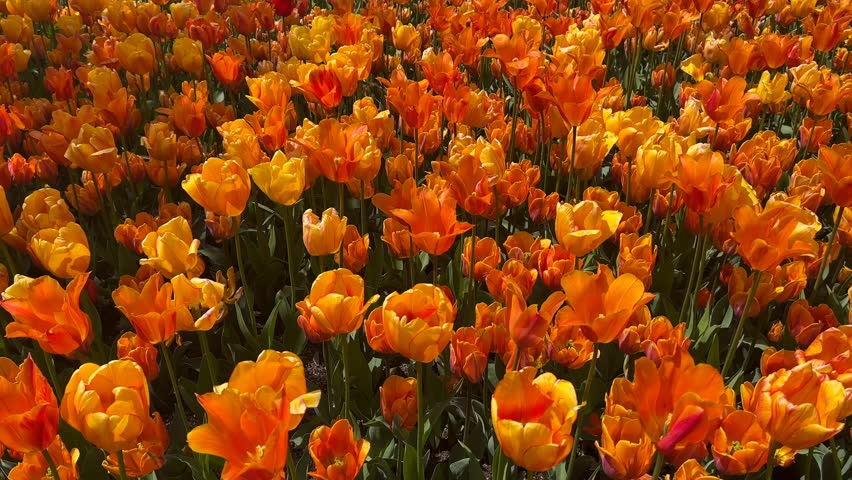 Tulip wonderland spectacular cinematic 4K B roll footage captures rainbow field of majestic Dutch tulips swaying in spring breeze showcasing vibrant garden tapestry in full bloom with stunning floral diversity. This faceless b roll highlights breathtaking tulip field with clean composition and natural lighting emphasizing multicolored blooms and vast garden expanse. The minimalist style background footage features graceful movement as tulips dance creating magnificent atmosphere perfect for storytelling visuals about spring glory, Dutch gardens, floral paradise, and botanical wonder themes. Commercial background with generous copy space ideal for text overlay in advertising campaigns, marketing materials, branding projects, social media content, travel websites, corporate presentations, and seasonal promotions. High resolution cinematic footage of tulip fields delivers modern lifestyle aesthetic with spectacular ambiance suitable for tourism marketing, floral content, spring campaigns, botanical gardens promotion, and breathtaking visual storytelling.