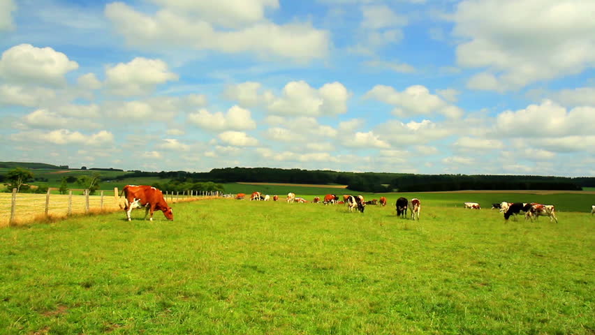 Cows on the field in Luxembourg.