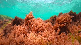 Red algae underwater below water surface in the ocean (harpoon weed seaweed Asparagopsis armata), natural scene, eastern Atlantic, Spain