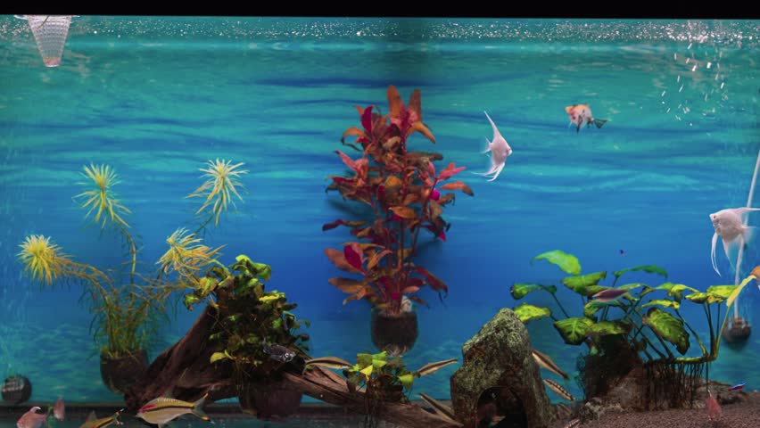 Close up view of home freshwater aquarium with fish. Sweden. | Shutterstock HD Video #1103489099