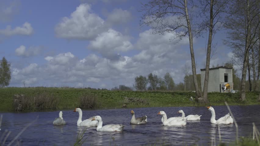 Farmer feeding group of geese that come out of pond. Poultry. Low angle shot. 