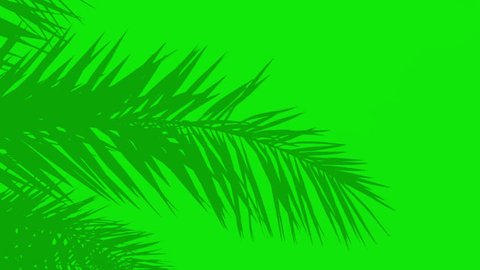 Palm tree shadow on a green screen. Boho-style plant shadow. Abstract, minimalist background with Plant silhouettes. 4K video 스톡 비디오