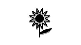 Black Sunflower icon isolated on white background. 4K Video motion graphic animation.