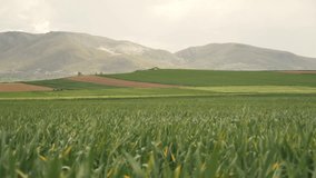 green wheat fields. nature landscape sky green field clouds. Wallpaper outdoor 4K video