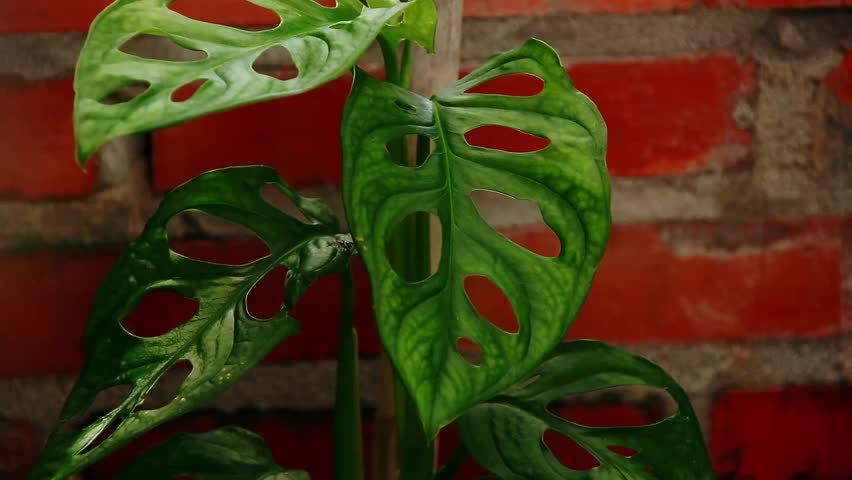 Close up of a monstera adansonii or swiss cheese plant swaying in the breeze against a brick wall showing home gardening and candid slow living Royalty-Free Stock Footage #1103495323