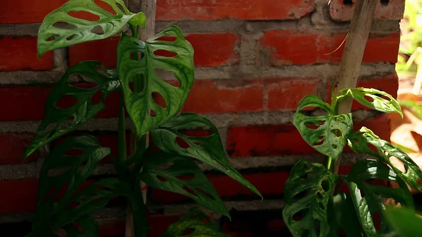 Monstera Adansonii or swiss cheese plant swaying in the breeze against a brick wall showing home gardening and candid slow living Royalty-Free Stock Footage #1103495333