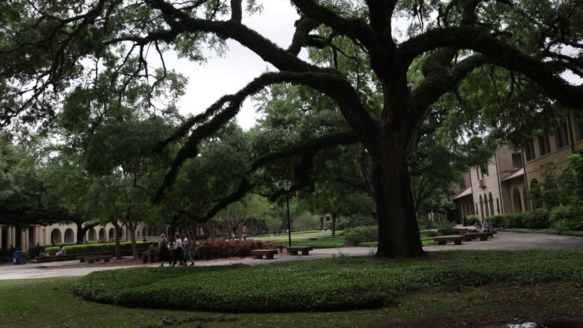 Large tree at the quad area on the campus of Louisiana State University with students walking and stable video.