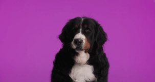 project video of lovely Bernese mountain dog with tongue out licking nose and looking to side while sitting on purple background