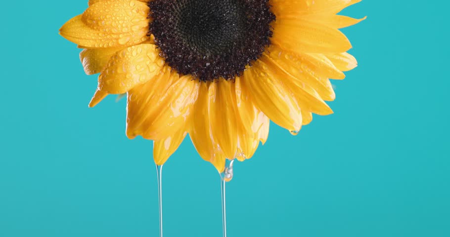 sunflower illustrating the concept of blooming and beauty nature with waterdrops pouring on blue background Royalty-Free Stock Footage #1103496125