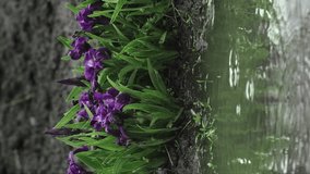 Iris Flowers in the Rain, outdoors. Vertical video