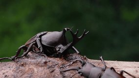 4K video of a beetle licking sap.
A stag beetle crosses the street.